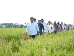 Enam Kabupaten Bakal Terima Combine Harvester, Akmal: Di Mamuju Akan Ditempatkan di Desa Bonde